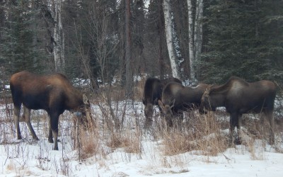 Alaska Moose