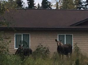 alaskamoose9-19-16-3