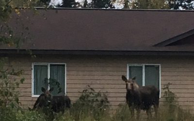 Alaska Moose