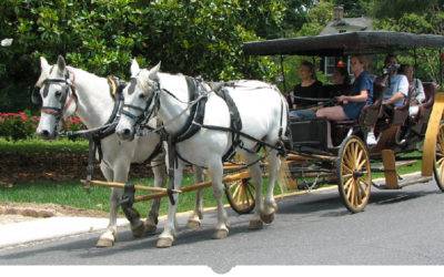 Spring Break Horse And Buggy Ride